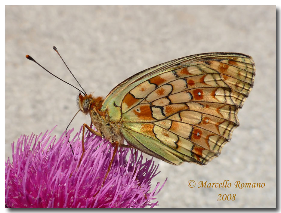 Cartolina dalla Croazia: Argynnis (Fabriciana) niobe